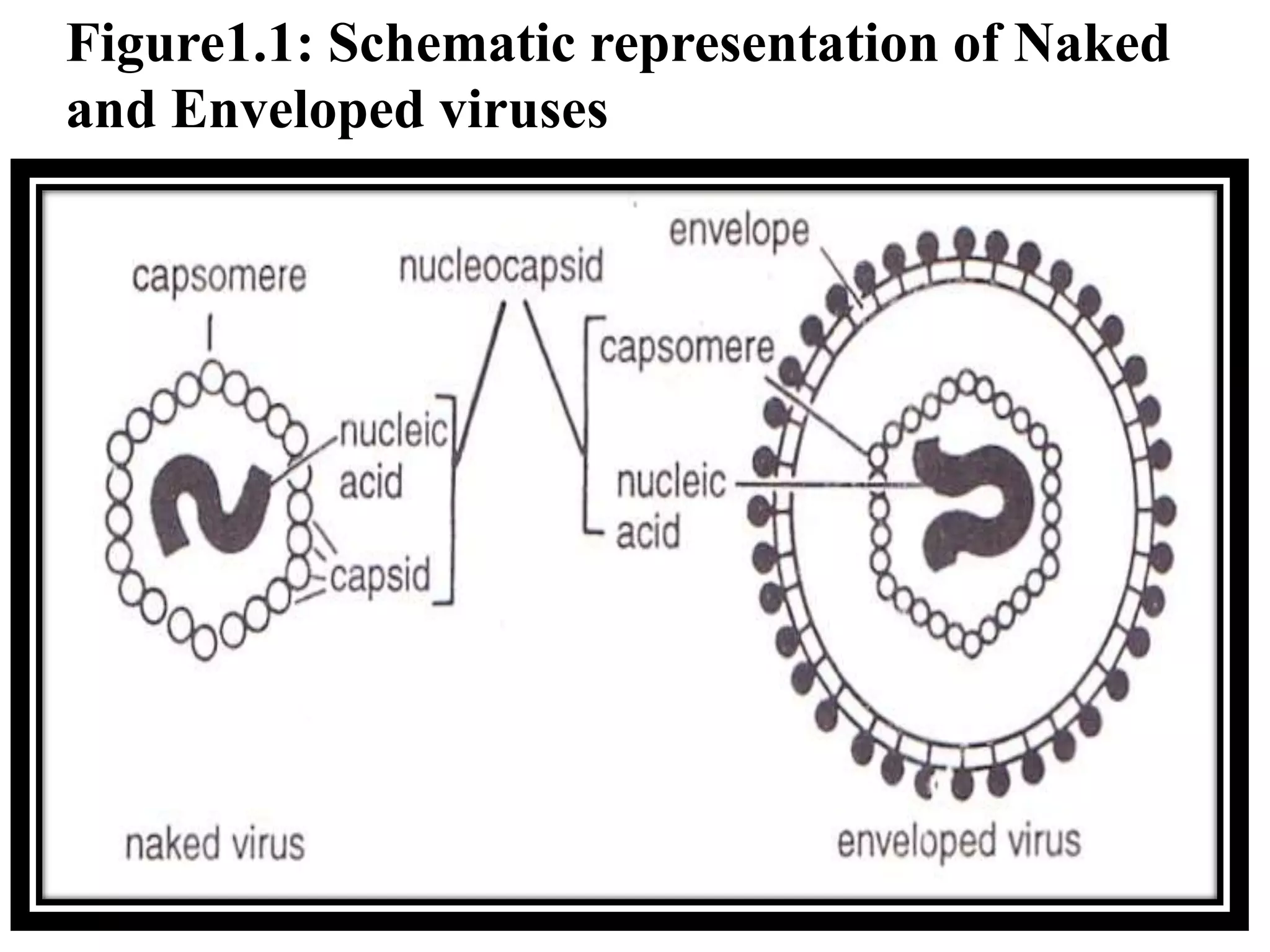 Unit i discovery of viruses ppt | PPTX