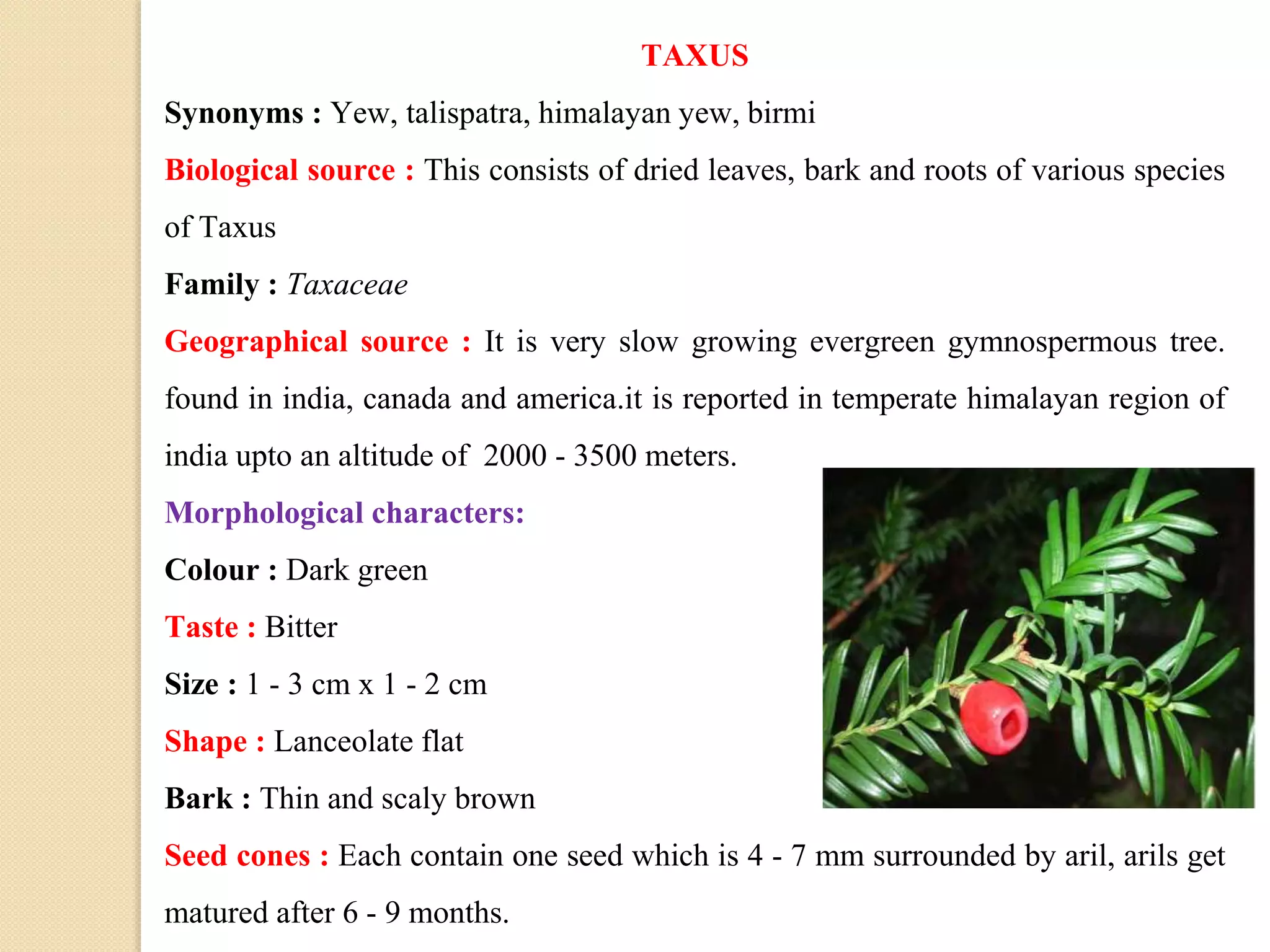 TAXUS
Synonyms : Yew, talispatra, himalayan yew, birmi
Biological source : This consists of dried leaves, bark and roots of various species
of Taxus
Family : Taxaceae
Geographical source : It is very slow growing evergreen gymnospermous tree.
found in india, canada and america.it is reported in temperate himalayan region of
india upto an altitude of 2000 - 3500 meters.
Morphological characters:
Colour : Dark green
Taste : Bitter
Size : 1 - 3 cm x 1 - 2 cm
Shape : Lanceolate flat
Bark : Thin and scaly brown
Seed cones : Each contain one seed which is 4 - 7 mm surrounded by aril, arils get
matured after 6 - 9 months.
 