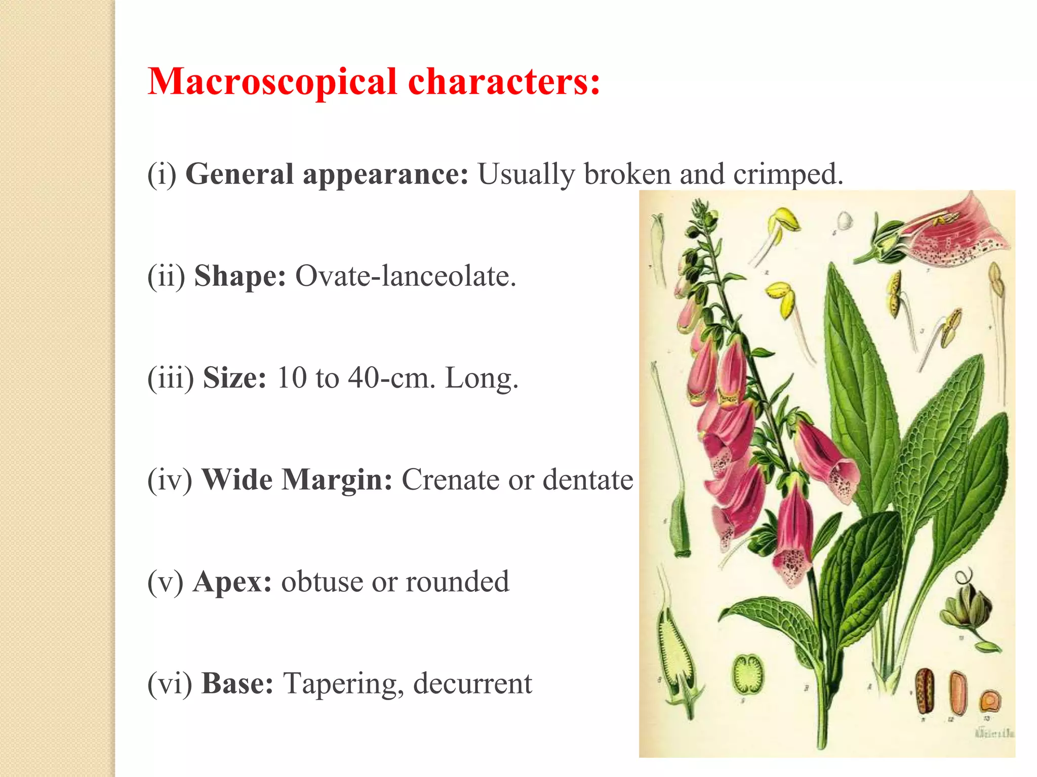 Macroscopical characters:
(i) General appearance: Usually broken and crimped.
(ii) Shape: Ovate-lanceolate.
(iii) Size: 10 to 40-cm. Long.
(iv) Wide Margin: Crenate or dentate
(v) Apex: obtuse or rounded
(vi) Base: Tapering, decurrent
 