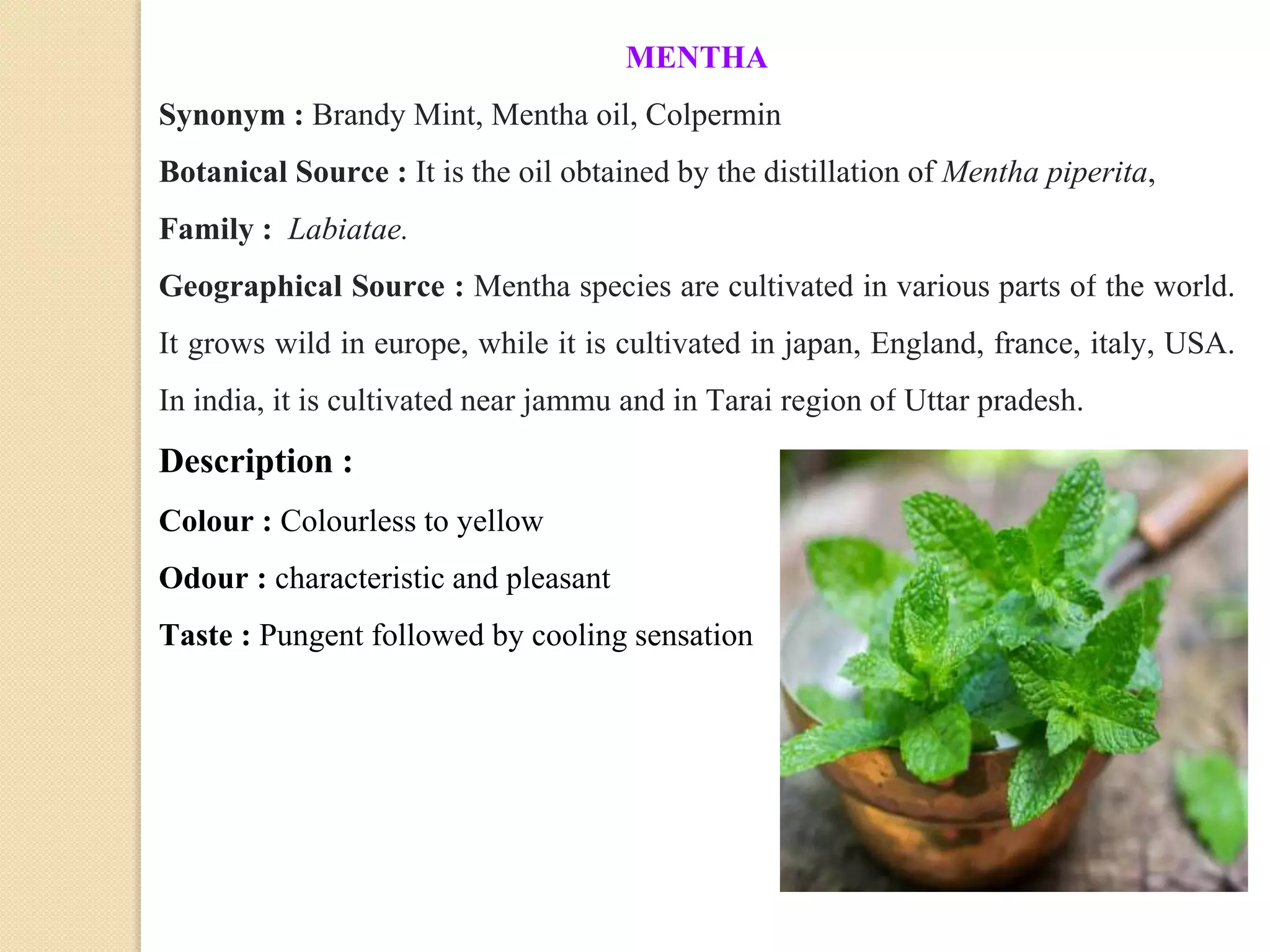 MENTHA
Synonym : Brandy Mint, Mentha oil, Colpermin
Botanical Source : It is the oil obtained by the distillation of Mentha piperita,
Family : Labiatae.
Geographical Source : Mentha species are cultivated in various parts of the world.
It grows wild in europe, while it is cultivated in japan, England, france, italy, USA.
In india, it is cultivated near jammu and in Tarai region of Uttar pradesh.
Description :
Colour : Colourless to yellow
Odour : characteristic and pleasant
Taste : Pungent followed by cooling sensation
 