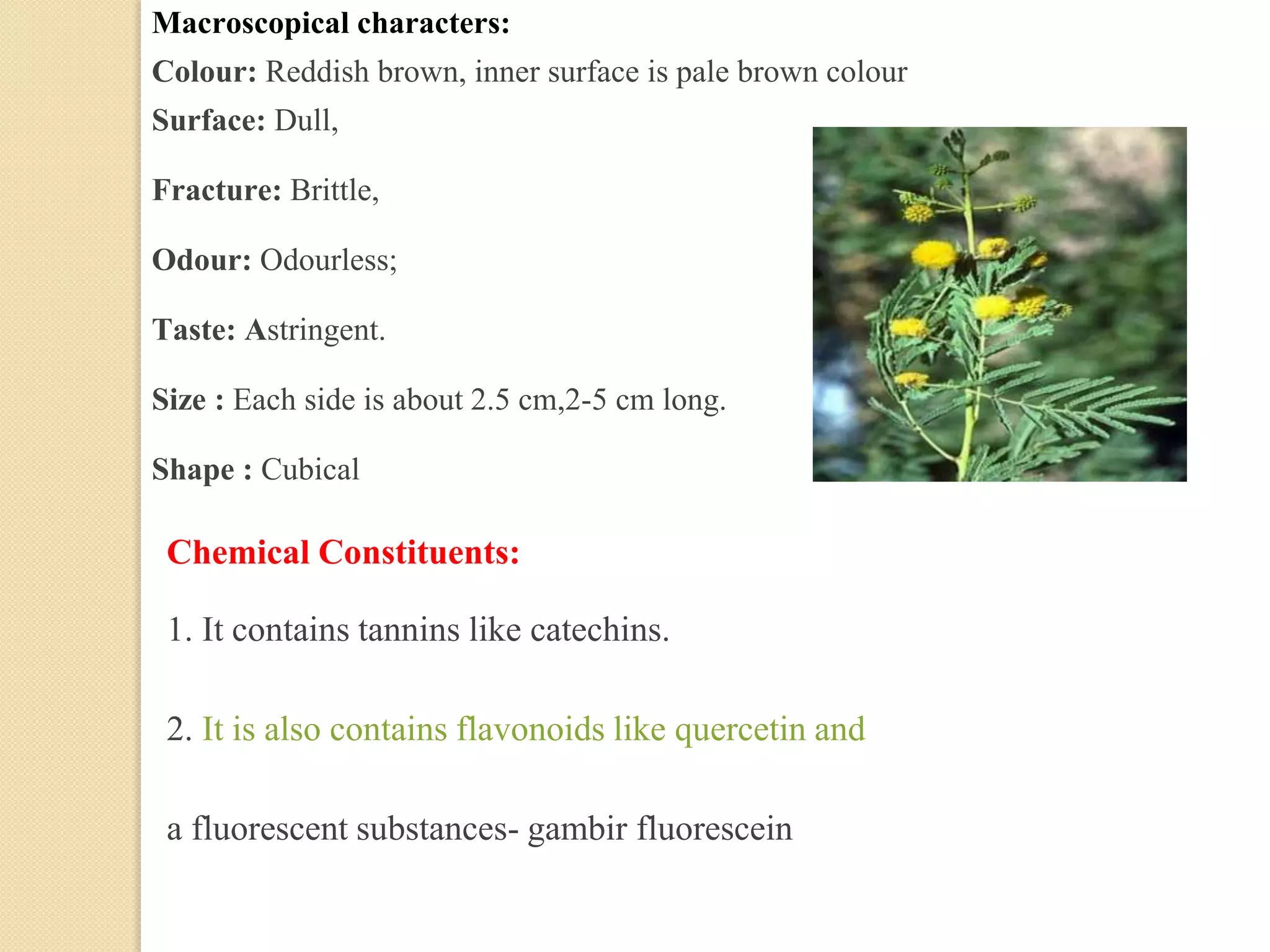 Macroscopical characters:
Colour: Reddish brown, inner surface is pale brown colour
Surface: Dull,
Fracture: Brittle,
Odour: Odourless;
Taste: Astringent.
Size : Each side is about 2.5 cm,2-5 cm long.
Shape : Cubical
Chemical Constituents:
1. It contains tannins like catechins.
2. It is also contains flavonoids like quercetin and
a fluorescent substances- gambir fluorescein
 