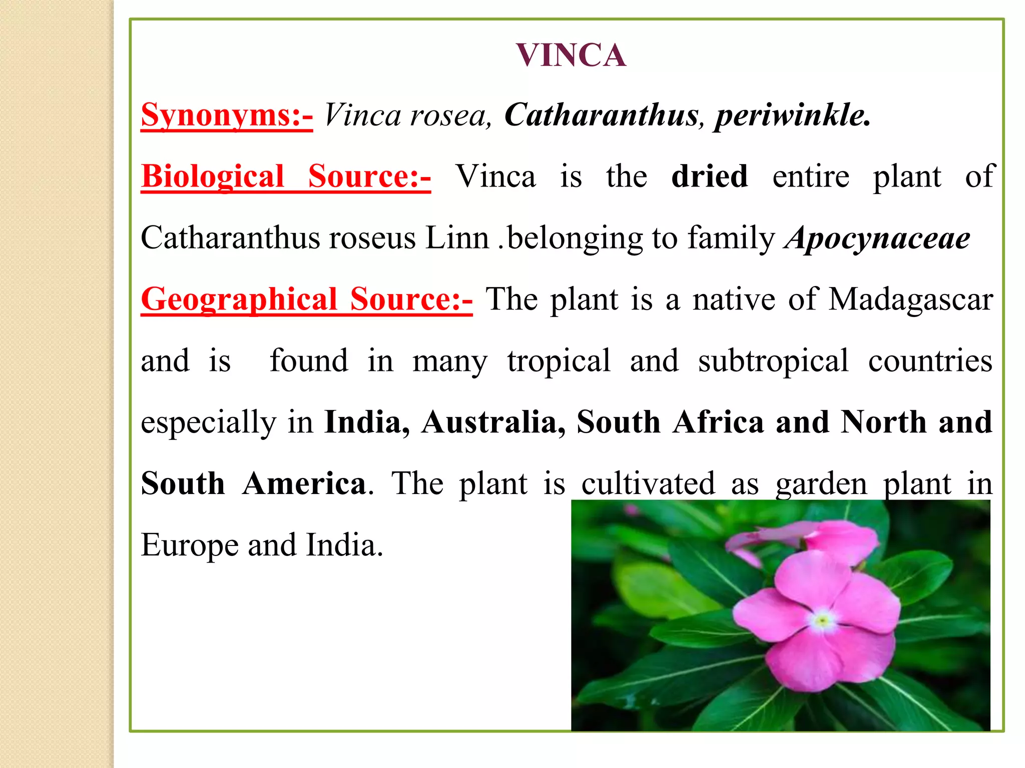VINCA
Synonyms:- Vinca rosea, Catharanthus, periwinkle.
Biological Source:- Vinca is the dried entire plant of
Catharanthus roseus Linn .belonging to family Apocynaceae
Geographical Source:- The plant is a native of Madagascar
and is found in many tropical and subtropical countries
especially in India, Australia, South Africa and North and
South America. The plant is cultivated as garden plant in
Europe and India.
 
