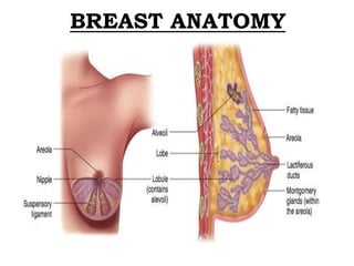 BREAST ANATOMY
 