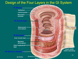 #1 Mucosa
Epithelium
Lamina propria
Muscularis
mucosae
#2 Submucosa
Submucosal
nerve plexus
#3 Muscularis
Inner circular layer
Myenteric
nerve plexus
Outer longitudinal
layer
#4 Serosa or Adventitia
Vein, artery,
lymph vessel
(within mesentery)
(a) Tunics
Lumen
Design of the Four Layers in the GI System
13
Anatomy and Physiology of diage
stive system
 
