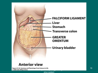 Figure 23.3b
19
Anatomy and Physiology of diage
stive system
 