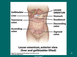 Figure 23.3c
20
Anatomy and Physiology of diage
stive system
 