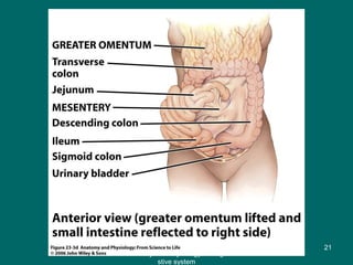 Figure 23.3d
21
Anatomy and Physiology of diage
stive system
 