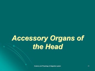 Accessory Organs of
the Head
23
Anatomy and Physiology of diagestive system
 