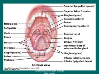 Figure 23.4
25
Anatomy and Physiology of diage
stive system
 