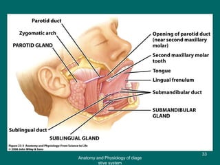 Figure 23.5
33
Anatomy and Physiology of diage
stive system
 