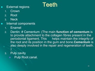 Teeth
 External regions
1. Crown
2. Root
3. Neck
 Internal components
1. Enamel
2. Dentin: # Cementum: (The main function of cementum is
to provide attachment to the collagen fibres present in the
periodontal ligament. This helps maintain the integrity of
the root and its position in the gum and bone.Cementum is
also deeply involved in the repair and regeneration of teeth.
)
3. Pulp cavity
 Pulp Root canal.
34
 