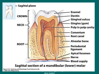 Figure 23.6
35
Anatomy and Physiology of diage
stive system
 