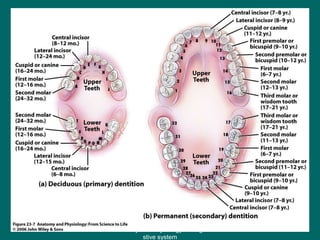 Figure 23.7
37
Anatomy and Physiology of diage
stive system
 