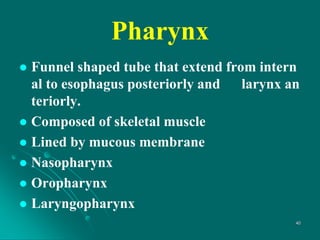 Pharynx
 Funnel shaped tube that extend from intern
al to esophagus posteriorly and larynx an
teriorly.
 Composed of skeletal muscle
 Lined by mucous membrane
 Nasopharynx
 Oropharynx
 Laryngopharynx
40
 