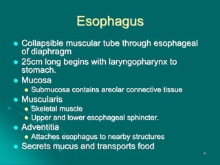 Esophagus
 Collapsible muscular tube through esophageal
of diaphragm
 25cm long begins with laryngopharynx to
stomach.
 Mucosa
 Submucosa contains areolar connective tissue
 Muscularis
 Skeletal muscle
 Upper and lower esophageal sphincter.
 Adventitia
 Attaches esophagus to nearby structures
 Secrets mucus and transports food
41
 