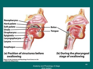Figure 23.9a,b
44
Anatomy and Physiology of diage
stive system
 
