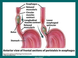 Figure 23.9c
45
Anatomy and Physiology of diage
stive system
 