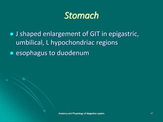 Stomach
 J shaped enlargement of GIT in epigastric,
umbilical, L hypochondriac regions
 esophagus to duodenum
47
Anatomy and Physiology of diagestive system
 