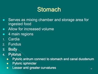 Stomach
 Serves as mixing chamber and storage area for
ingested food
 Allow for increased volume
 4 main regions
1. Cardia
2. Fundus
3. Body
4. Pylorus
 Pyloric antrum connect to stomach and canal duodenum
 Pyloric sphincter
 Lesser and greater curvatures 48
 