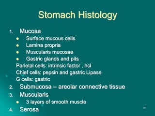 Stomach Histology
1. Mucosa
 Surface mucous cells
 Lamina propria
 Muscularis mucosae
 Gastric glands and pits
Parietal cells: intrinsic factor , hcl
Chief cells: pepsin and gastric Lipase
G cells: gastric
2. Submucosa – areolar connective tissue
3. Muscularis
 3 layers of smooth muscle
4. Serosa 50
 
