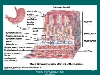 Figure 23.11a
51
Anatomy and Physiology of diage
stive system
 