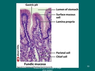 Figure 23.11c
53
Anatomy and Physiology of diage
stive system
 