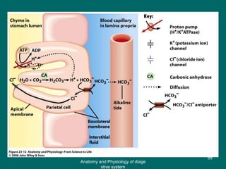 Figure 23.12
55
Anatomy and Physiology of diage
stive system
 