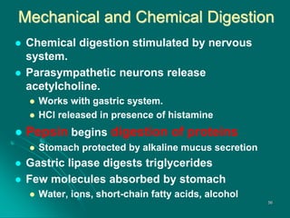 Mechanical and Chemical Digestion
 Chemical digestion stimulated by nervous
system.
 Parasympathetic neurons release
acetylcholine.
 Works with gastric system.
 HCl released in presence of histamine
 Pepsin begins digestion of proteins
 Stomach protected by alkaline mucus secretion
 Gastric lipase digests triglycerides
 Few molecules absorbed by stomach
 Water, ions, short-chain fatty acids, alcohol
56
 
