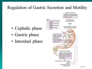 59
Anatomy and Physiology of diagestive system
 