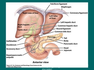 Figure 23.13a
62
Anatomy and Physiology of diage
stive system
 