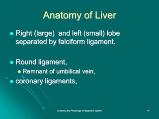 Anatomy of Liver
 Right (large) and left (small) lobe
separated by falciform ligament.
 Round ligament,
 Remnant of umbilical vein,
 coronary ligaments,
68
Anatomy and Physiology of diagestive system
 