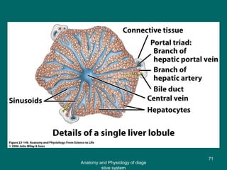 Figure 23.14b
71
Anatomy and Physiology of diage
stive system
 