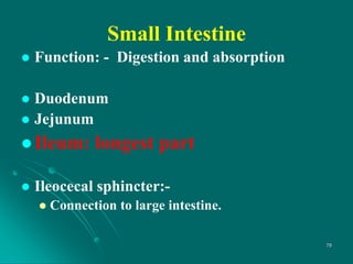 Small Intestine
 Function: - Digestion and absorption
 Duodenum
 Jejunum
 Ileum: longest part
 Ileocecal sphincter:-
 Connection to large intestine.
78
 