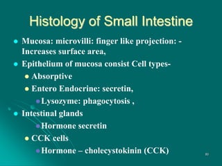 Histology of Small Intestine
 Mucosa: microvilli: finger like projection: -
Increases surface area,
 Epithelium of mucosa consist Cell types-
 Absorptive
 Entero Endocrine: secretin,
Lysozyme: phagocytosis ,
 Intestinal glands
Hormone secretin
 CCK cells
Hormone – cholecystokinin (CCK) 80
 