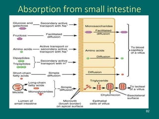 Absorption from small intestine
82
 