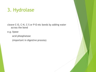 3. Hydrolase
cleave C-O, C-N, C-S or P-O etc bonds by adding water
across the bond
e.g. lipase
acid phosphatase
(important in digestive process)
 