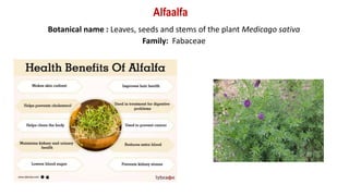 Botanical name : Leaves, seeds and stems of the plant Medicago sativa
Family: Fabaceae
Alfaalfa
 