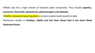 ▪Alfalfa also has a high content of bioactive plant compounds. They include saponins,
coumarins, flavonoids, phytosterols, phytoestrogens and alkaloids.
▪Alfalfa’s cholesterol-lowering ability is its best studied health benefit to date.
▪Numerous studies in monkeys, rabbits and rats have shown that it can lower blood
cholesterol levels.
 