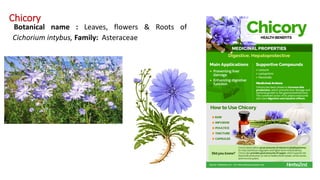 Botanical name : Leaves, flowers & Roots of
Cichorium intybus, Family: Asteraceae
Chicory
 