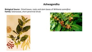 Ashwagandha
Biological Source : Dried leaves, roots and stem bases of Withania somnifera
Family: Solanaceae, short perennial shrub
 