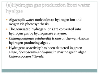  Algae split water molecules to hydrogen ion and
oxygen via photosynthesis.
 The generated hydrogen ions are converted into
hydrogen gas by hydrogenase enzyme.
 Chlamydomonas reinhardtii is one of the well-known
hydrogen producing algae .
 Hydrogenase activity has been detected in green
algae, Scenedesmus obliquus,in marine green algae
Chlorococcum littorale.
 