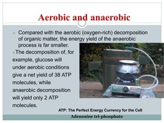 Aerobic and anaerobic
■ Compared with the aerobic (oxygen-rich) decomposition
of organic matter, the energy yield of the anaerobic
process is far smaller.
■The decomposition of, for
example, glucose will
under aerobic conditions
give a net yield of 38 ATP
molecules, while
anaerobic decomposition
will yield only 2 ATP
molecules.
ATP: The Perfect Energy Currency for the Cell
Adenosine tri-phosphate
 