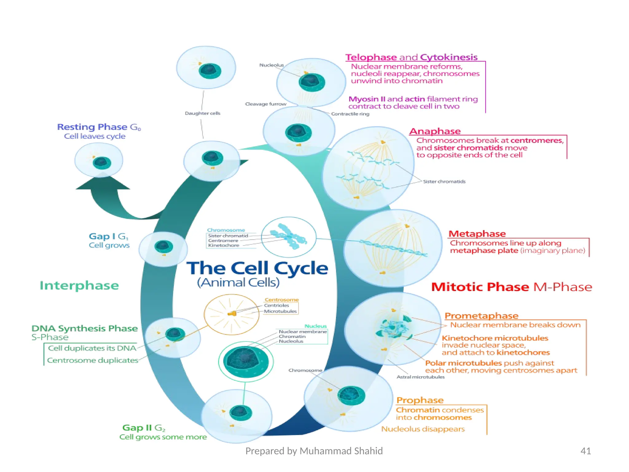 CELL CYCLE ANATOMY visual data 4