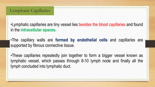 Lymphatic Capillaries
•Lymphatic capillaries are tiny vessel lies besides the blood capillaries and found
in the intracellular spaces.
•The capillary walls are formed by endothelial cells and capillaries are
supported by fibrous connective tissue.
•These capillaries repeatedly join together to form a bigger vessel known as
lymphatic vessel, which passes through 8-10 lymph node and finally all the
lymph concluded into lymphatic duct.
 