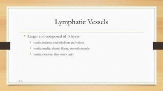 21-12
Lymphatic Vessels
• Larger and composed of 3 layers
• tunica interna: endothelium and valves
• tunica media: elastic fibers, smooth muscle
• tunica externa: thin outer layer
 