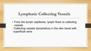 Lymphatic Collecting Vessels
• From the lymph capillaries, lymph flows to collecting
vessels
• Collecting vessels (lymphatics) in the skin travel with
superficial veins
 