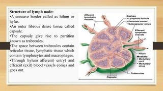Structure of lymph node:
•A concave border called as hilum or
hylus.
•An outer fibrous dense tissue called
capsule.
•The capsule give rise to partition
known as trabecules.
•The space between trabecules contain
reticular tissue, lymphatic tissue which
contain lymphocytes and macrophages.
•Through hylum afferent( entry) and
efferent (exit) blood vessels comes and
goes out.
 