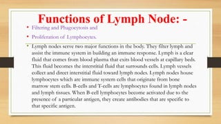 Functions of Lymph Node: -
• Filtering and Phagocytosis and
• Proliferation of Lymphocytes.
• Lymph nodes serve two major functions in the body. They filter lymph and
assist the immune system in building an immune response. Lymph is a clear
fluid that comes from blood plasma that exits blood vessels at capillary beds.
This fluid becomes the interstitial fluid that surrounds cells. Lymph vessels
collect and direct interstitial fluid toward lymph nodes. Lymph nodes house
lymphocytes which are immune system cells that originate from bone
marrow stem cells. B-cells and T-cells are lymphocytes found in lymph nodes
and lymph tissues. When B-cell lymphocytes become activated due to the
presence of a particular antigen, they create antibodies that are specific to
that specific antigen.
 