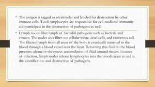 • The antigen is tagged as an intruder and labeled for destruction by other
immune cells. T-cell lymphocytes are responsible for cell-mediated immunity
and participate in the destruction of pathogens as well.
• Lymph nodes filter lymph of harmful pathogens such as bacteria and
viruses. The nodes also filter out cellular waste, dead cells, and cancerous cell.
The filtered lymph from all areas of the body is eventually returned to the
blood through a blood vessel near the heart. Returning this fluid to the blood
prevents edema or the excess accumulation of fluid around tissues. In cases
of infection, lymph nodes release lymphocytes into the bloodstream to aid in
the identification and destruction of pathogens.
 