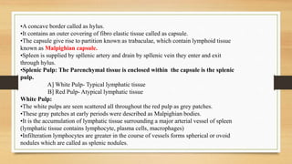 •A concave border called as hylus.
•It contains an outer covering of fibro elastic tissue called as capsule.
•The capsule give rise to partition known as trabaculae, which contain lymphoid tissue
known as Malpighian capsule.
•Spleen is supplied by spllenic artery and drain by spllenic vein they enter and exit
through hylus.
•Splenic Pulp: The Parenchymal tissue is enclosed within the capsule is the splenic
pulp.
A] White Pulp- Typical lymphatic tissue
B] Red Pulp- Atypical lymphatic tissue
White Pulp:
•The white pulps are seen scattered all throughout the red pulp as grey patches.
•These gray patches at early periods were described as Malpighian bodies.
•It is the accumulation of lymphatic tissue surrounding a major arterial vessel of spleen
(lymphatic tissue contains lymphocyte, plasma cells, macrophages)
•Infilteration lymphocytes are greater in the course of vessels forms spherical or ovoid
nodules which are called as splenic nodules.
 